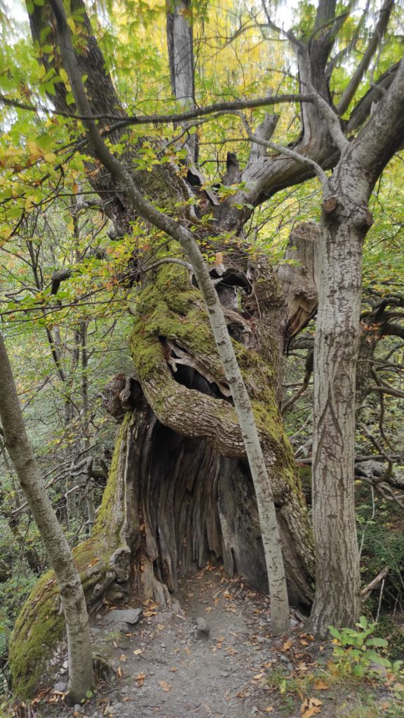 Un arbol hueco en el Valle del Silencio