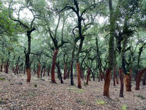 Un bosque cerca de Zofreral de Cobrana