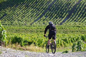 Una persona recorriendo un sendero en bicicleta de montaña, con un viñedo de fondo.